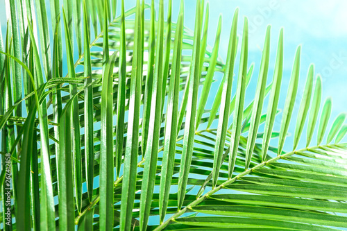 Beautiful palm leaves on light background  closeup. Exotic plant