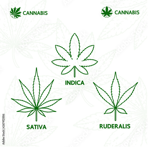 Premium cannabis plant logo vector illustration.