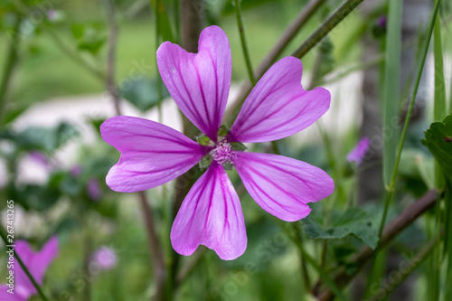Mallow Flower Spring Blossom Closeup