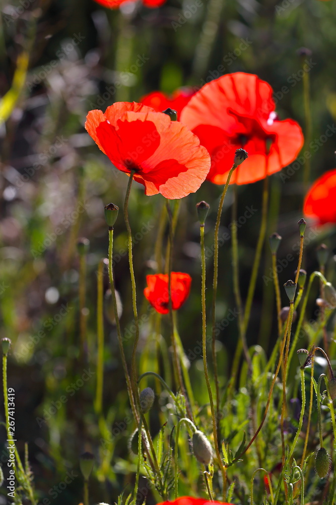 Obraz premium Szkarłat