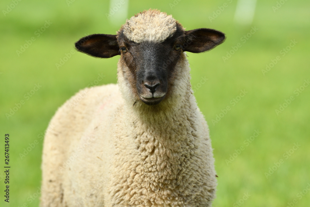 close-up of a sheep's head  on the farm meadow
