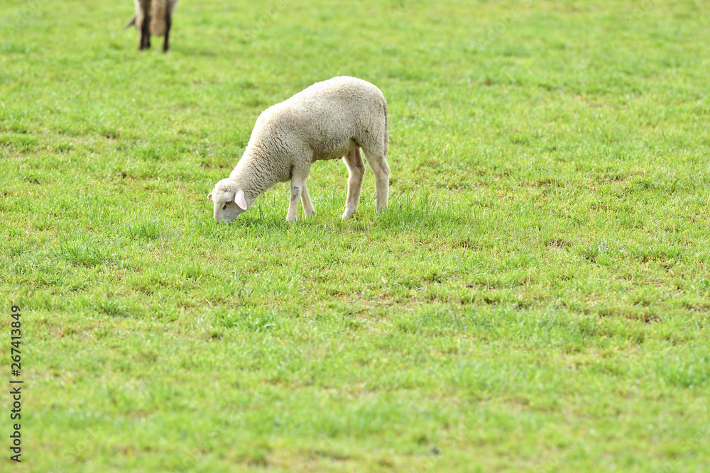 Domestic sheep on pasture on the green grass Domestic sheep on pasture on the green grass