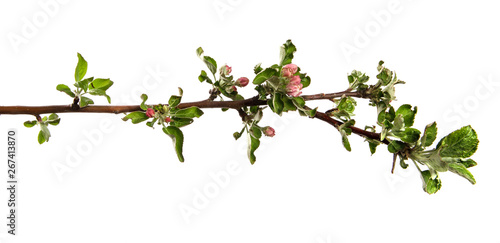 apple tree branch blooming with green foliage on an isolated white background