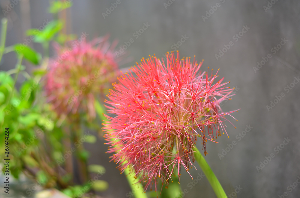 Powder Puff Lily or Blood Flower Powder Puff Lily or Blood Flower