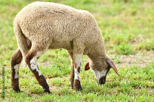 domestic sheep walks on a meadow and eats grass © Pavol Klimek