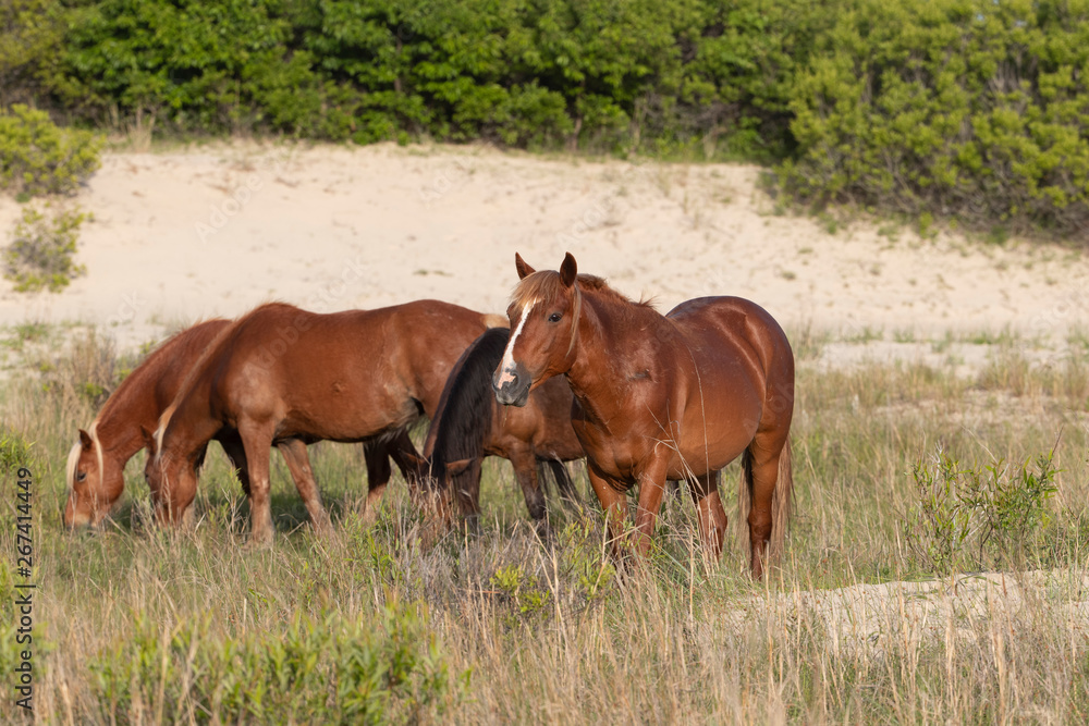 Fototapeta premium Wild Horses on the Northern End of the Outer Banks on the Beach at Corolla North Carolina