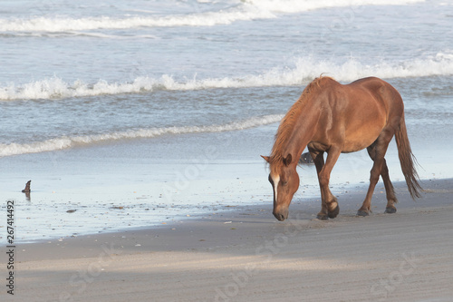 Wild Horses on the Northern End of the Outer Banks on the Beach at Corolla North Carolina