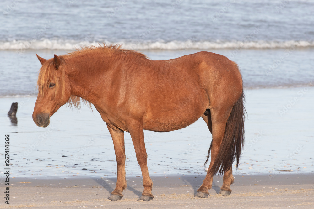 Wild Horses on the Northern End of the Outer Banks on the Beach at Corolla North Carolina Wild Horses on the Northern End of the Outer Banks on the Beach at Corolla North Carolina