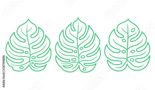 Monstera leaf drawing