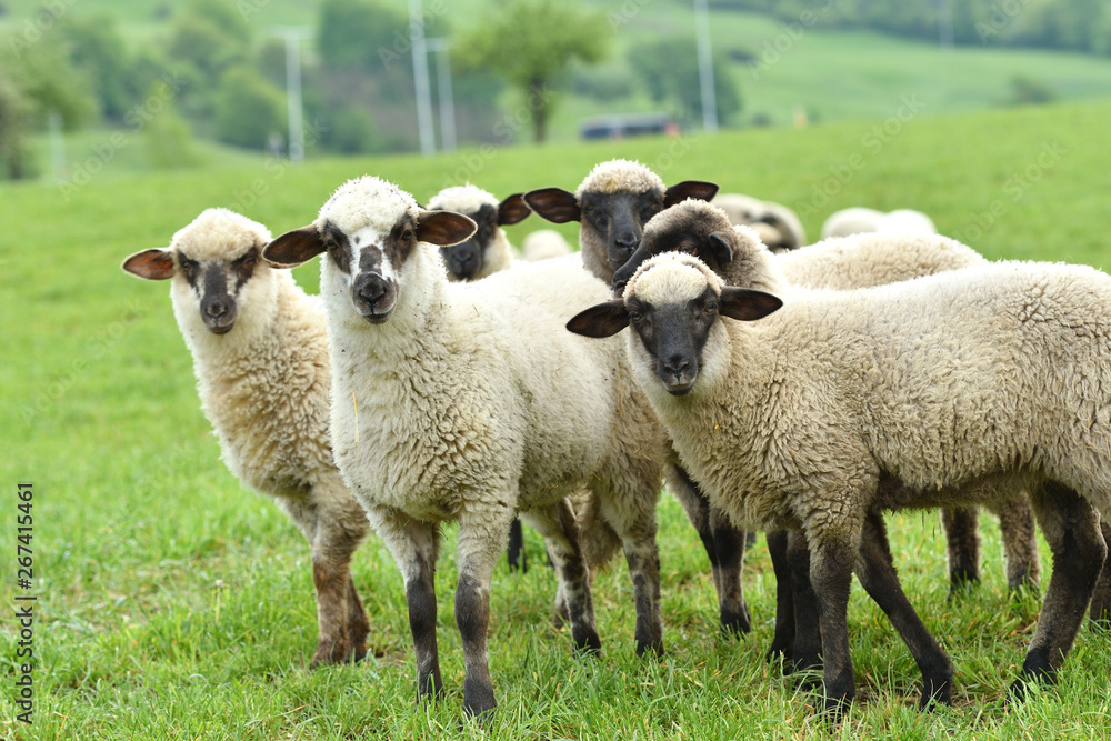domestic sheep walks on a meadow and eats grass domestic sheep walks on a meadow and eats grass