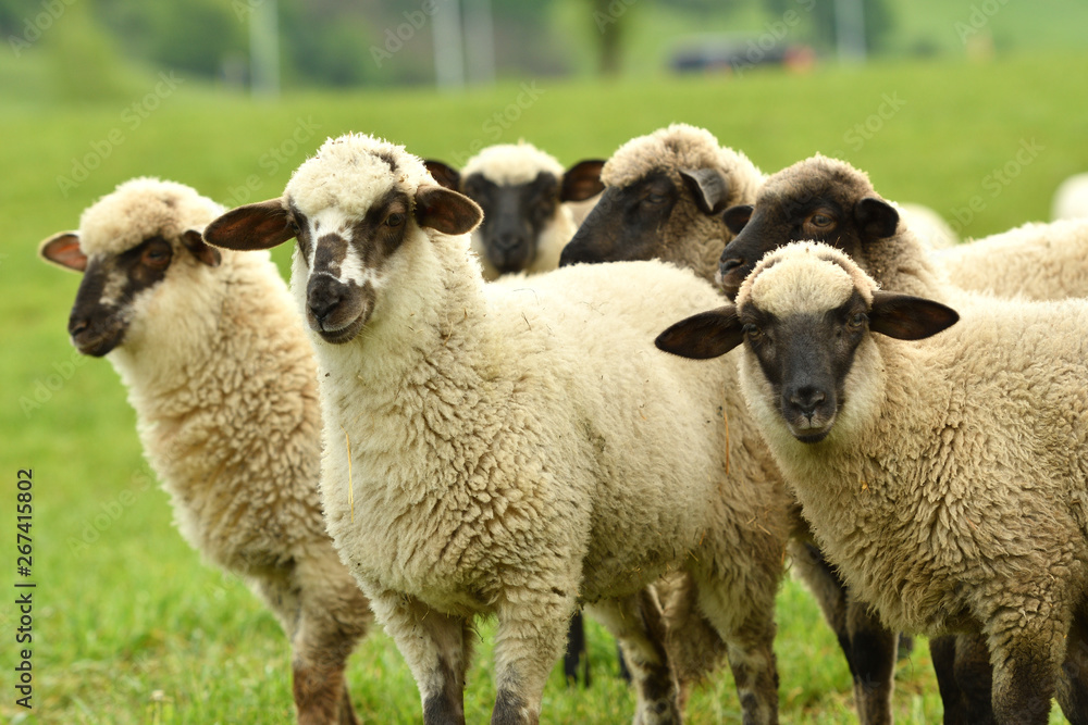 domestic sheep walks on a meadow and eats grass domestic sheep walks on a meadow and eats grass