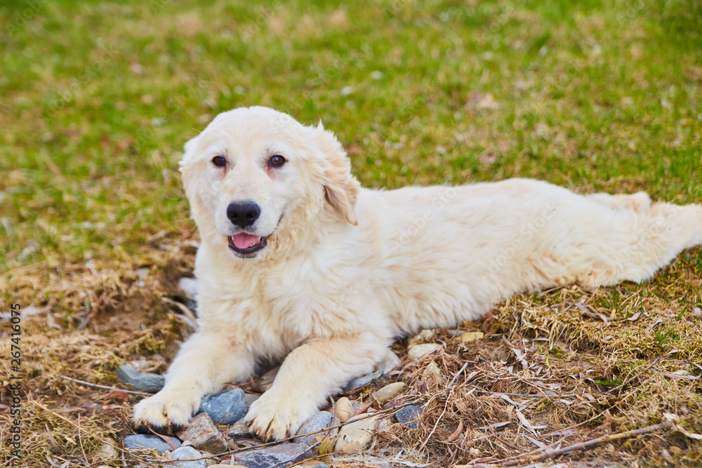 Cute Puppy Dog Animal Pet Fluffy Cute Puppy Dog Animal Pet Fluffy