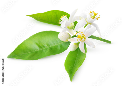 Isolated orange blossoms. Blooming branch of orange tree with flowers and leaves isolated on white background with clipping path