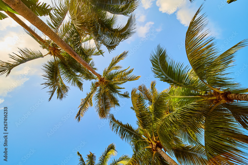 Fototapeta premium Palm Trees Green Caribbean Tropical