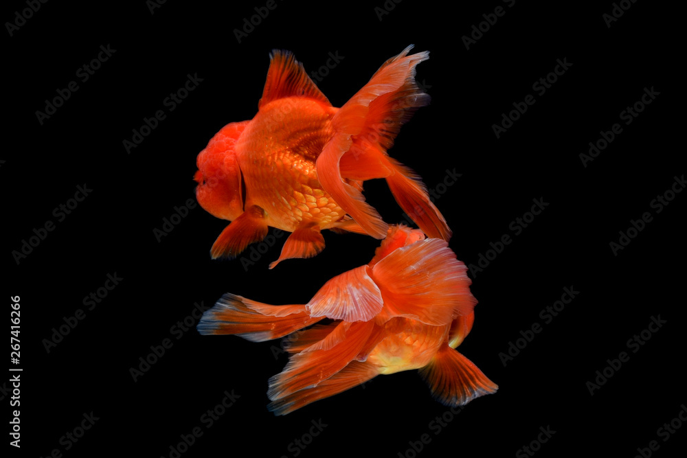 Fototapeta premium Carassius auratus goldfish Black background