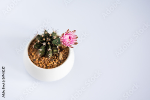 Cactus flower in white pot on white background