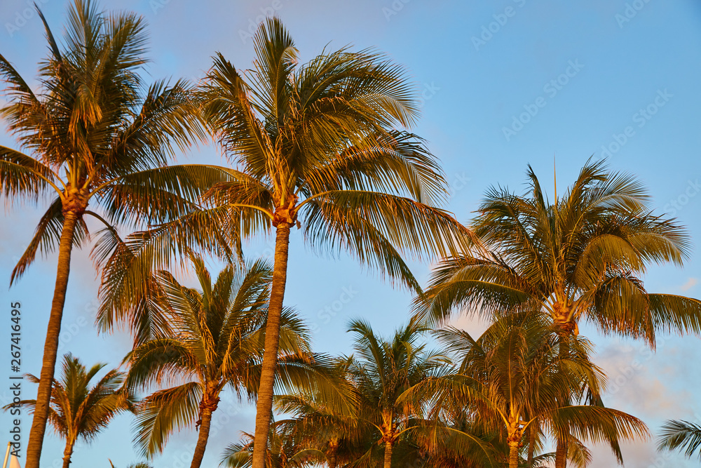 Palm Trees Tropical Beach Bahamas