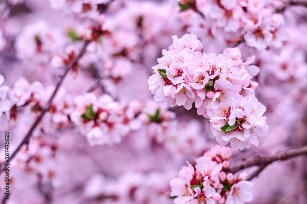 Blossom pink tree over nature background. Close-up. Blossom pink tree over nature background. Close-up.