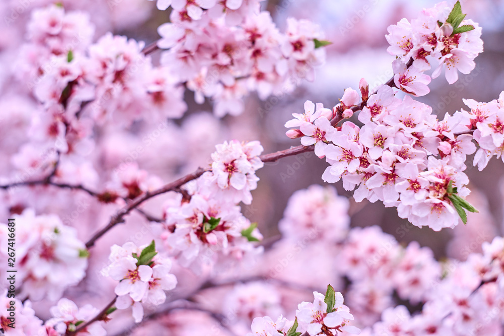 Fototapeta premium Blossom pink tree over nature background. Close-up.