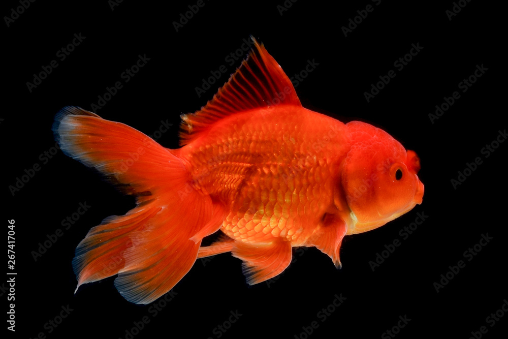 Fototapeta premium Carassius auratus goldfish Black background