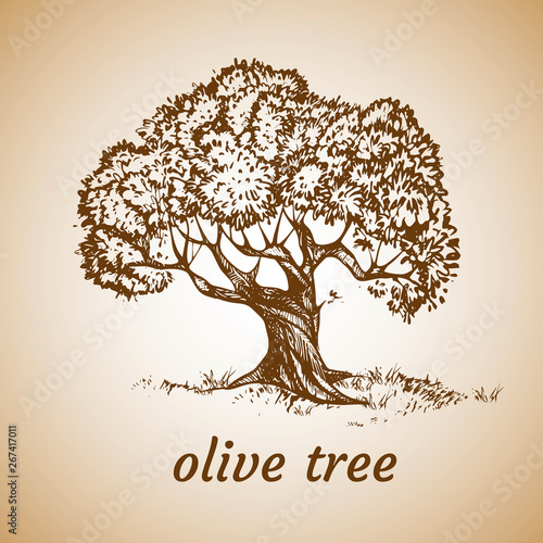 Sketch set of olive trees. Hand drawn vector illustration. Retro style.