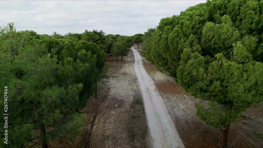 Stabilized aerial drone shot of camera gliding between cute green lush trees in countryside forest on cloudy day. Farm or outdoors lifestyle for healthy and fresh air Stabilized aerial drone shot of camera gliding between cute green lush trees in countryside forest on cloudy day. Farm or outdoors lifestyle for healthy and fresh air