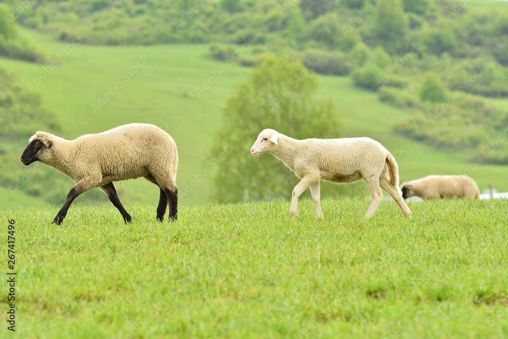 domestic sheep walks on a meadow and eats grass domestic sheep walks on a meadow and eats grass