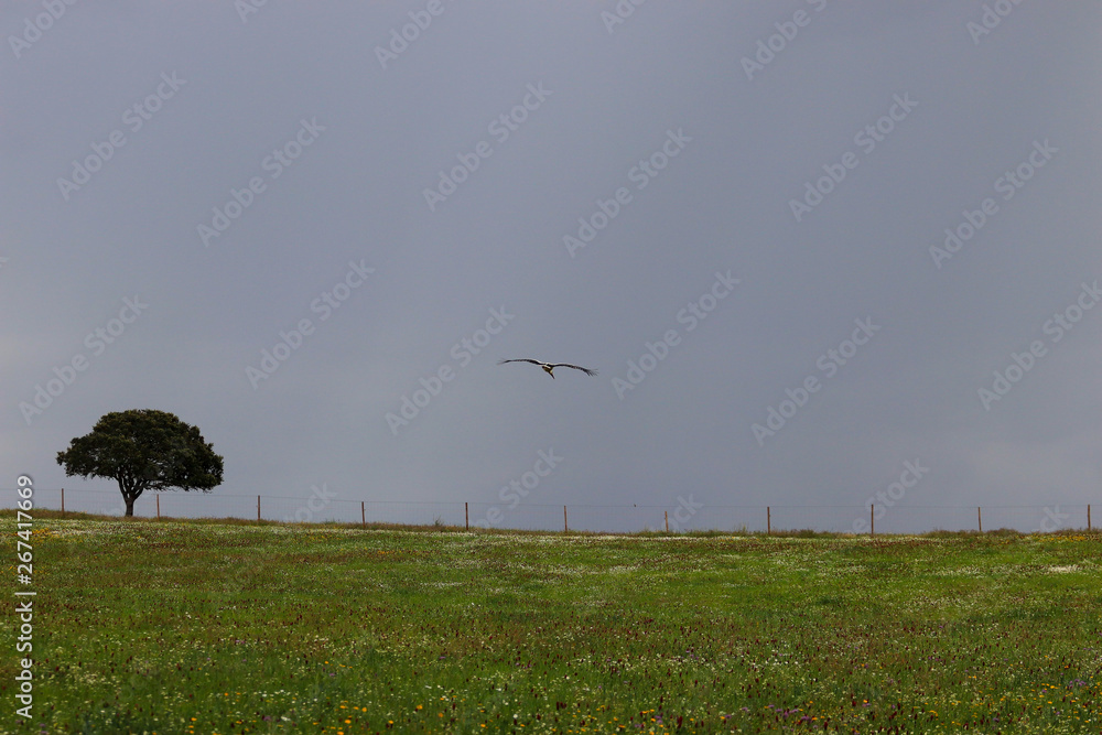 Stork flying with grey sky in background Stork flying with grey sky in background