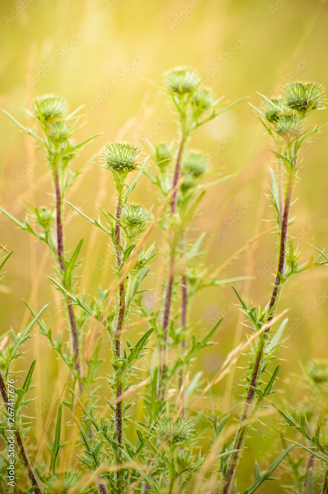 Thistle, a prickly plant with a round flower on the clearing. Thistle, a prickly plant with a round flower on the clearing.