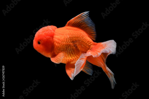 Carassius auratus goldfish Black background