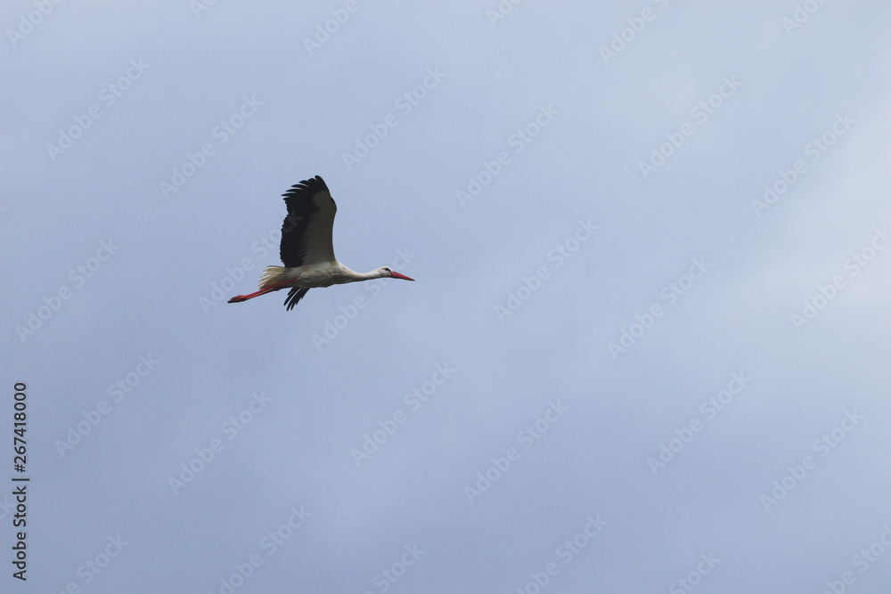 Obraz premium Stork flying with grey sky in background