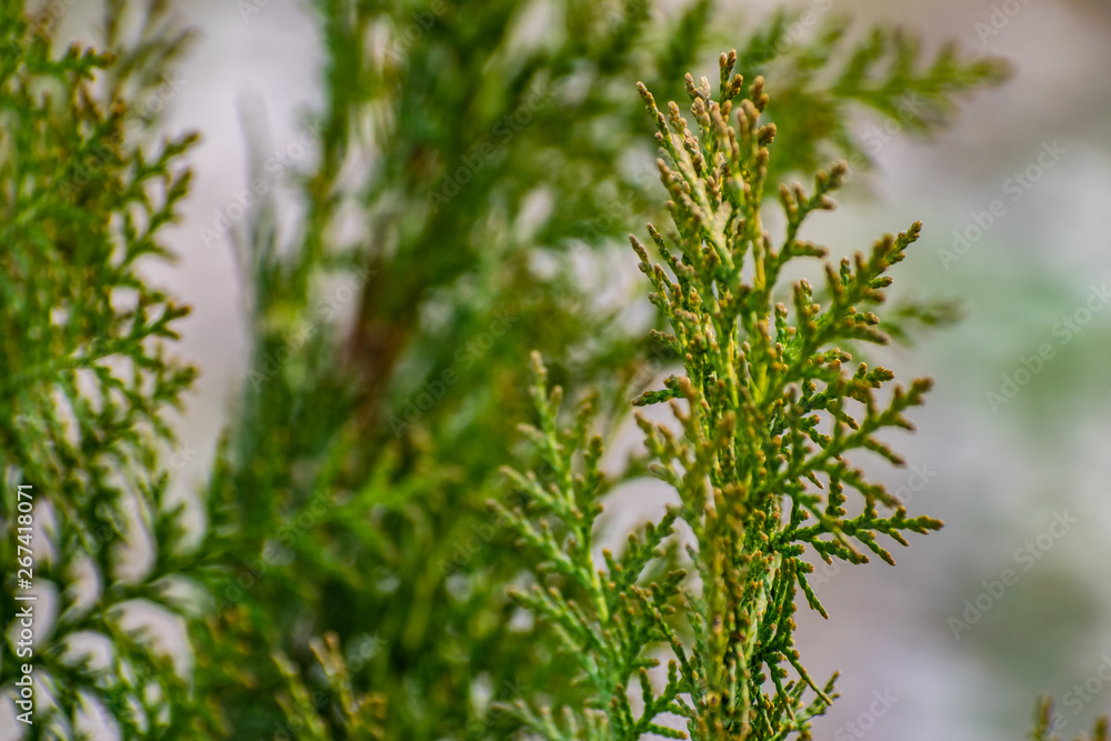 Green and thin branches of the Bush Green and thin branches of the Bush
