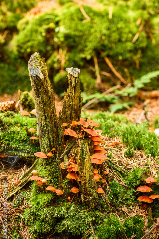 Rotten tree trunk covered with orange small mushrooms. Rotten tree trunk covered with orange small mushrooms.