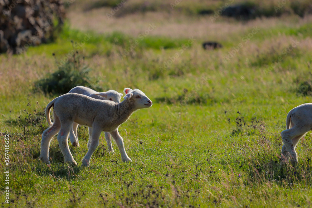 Naklejka premium Small cute lamb gambolling in a meadow in a farm