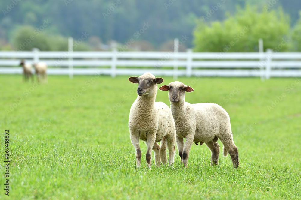 Naklejka premium domestic sheep walks on a meadow and eats grass