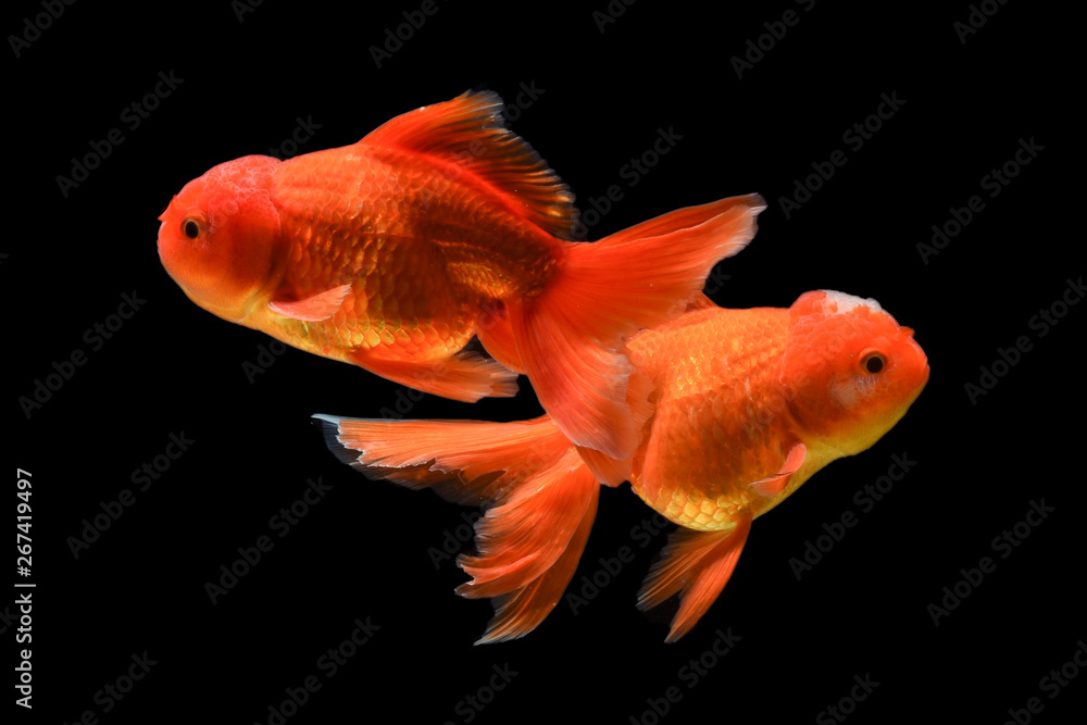 Carassius auratus goldfish Black background Carassius auratus goldfish Black background