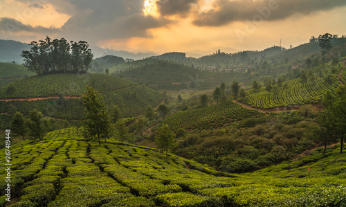 munnar tea plantation at sunset kerala india green © Michele