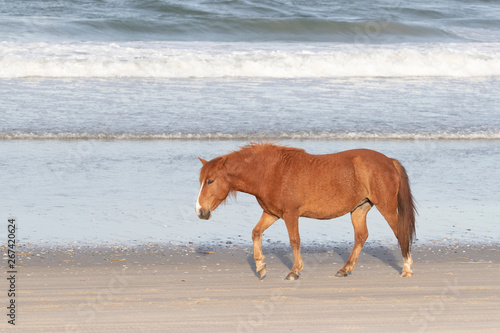 Wild Horses on the Northern End of the Outer Banks on the Beach at Corolla North Carolina