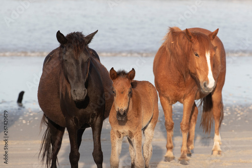Fototapeta Naklejka Na Ścianę i Meble -  Wild Horses on the Northern End of the Outer Banks on the Beach at Corolla North Carolina
