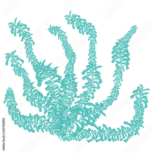 Cute light blue underwater seaweed cartoon vector illustration motif set. Hand drawn isolated coral reef elements clipart for nautical oceanology blog, plant graphic, undersea web buttons.