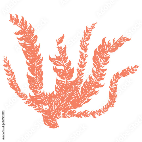 Cute orange underwater seaweed cartoon vector illustration motif set. Hand drawn isolated coral reef elements clipart for nautical oceanology blog, plant graphic, undersea web buttons.