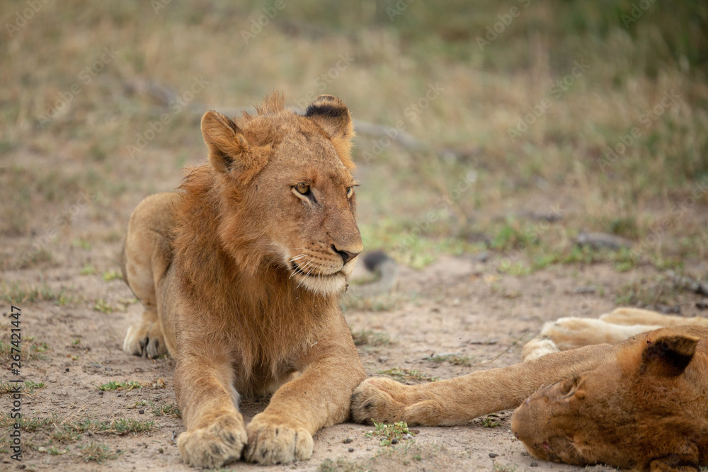 A beautiful pride of lions photographed in southern africa doing their business. A beautiful pride of lions photographed in southern africa doing their business.