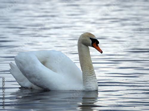 A white swan is flying in the water.