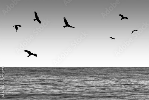 Milanos, emigración aves, pájaros con el mar sereno. Ilustración. photo