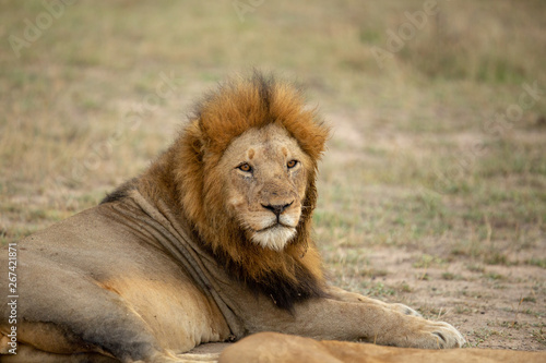 A beautiful pride of lions photographed in southern africa doing their business.