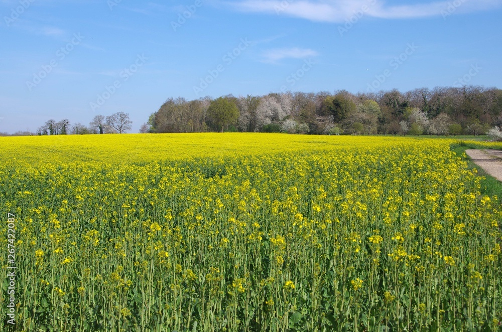 Colza field near Paris in France, Europe Colza field near Paris in France, Europe