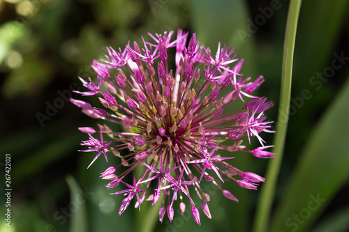 Allium senescens, Zierlauch, beginnt zu blühen