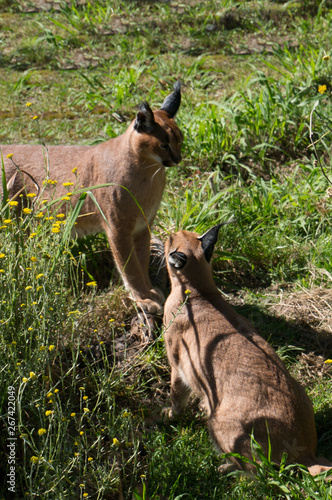 Two caracal cats on the grass. Afrcian wildlife scene