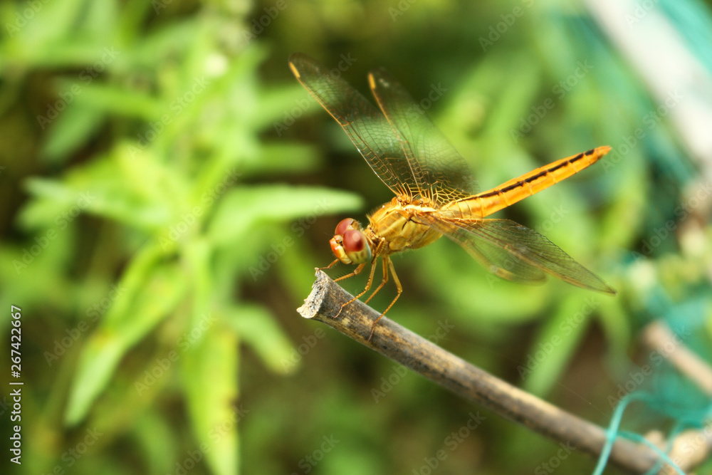 dragonfly on leaf dragonfly on leaf