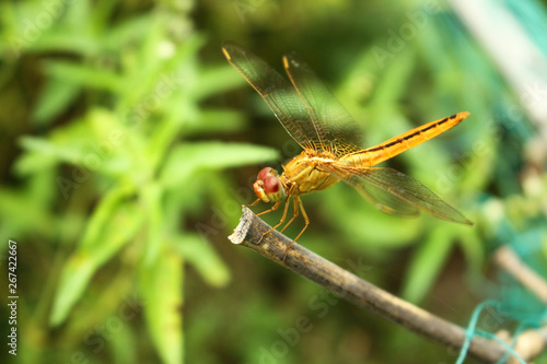 dragonfly on leaf © Shaikat